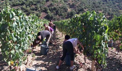 picking the grapes in the vineyard