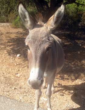 a donkey strolling the golgo of baunei