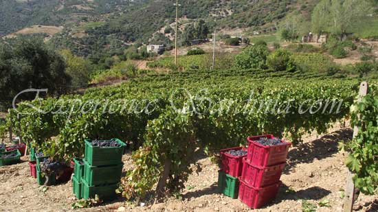 grape picking in sardinia italy