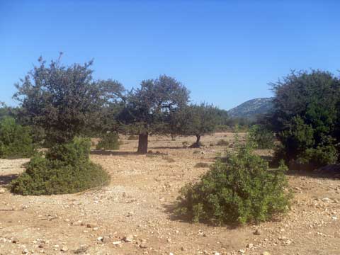 the golgo plains in baunei ogliastra sardinia