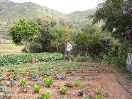 the vegetable garden in the argriturism