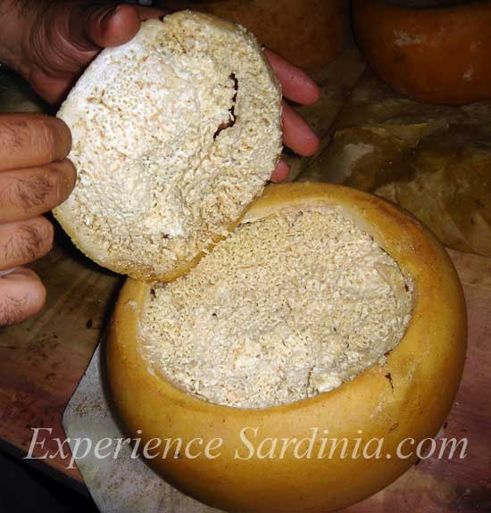 a wheel of maggot cheese from sardinia italy