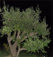 an olive tree