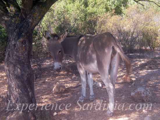 a donkey roaming in to baunei moutains sardinia italy