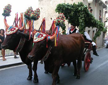 bull and cart in the parade at the wine festival