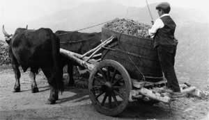 sardinia grape harvest