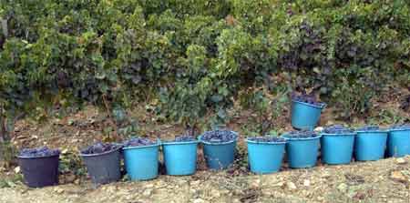 sardinia grape harvest