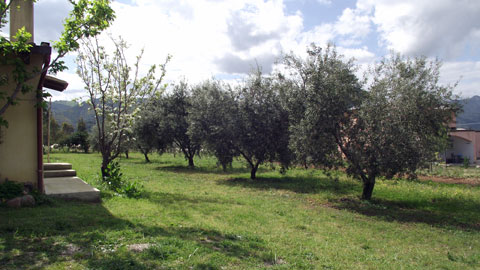 sardinia olive grove near the Apartment