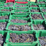 collection of grapes in crates