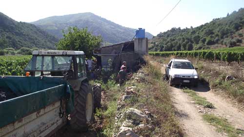 grape harvesting day scenery