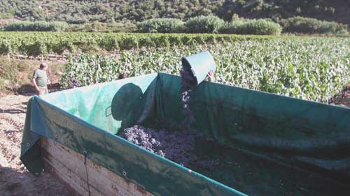 empting the buckets of grapes