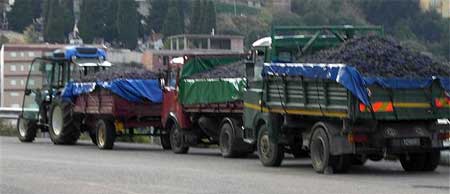 sardinia grape harvest