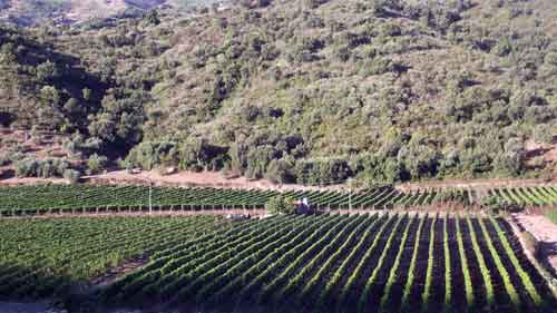 grape harvest vineyard