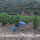 grape harvesting in sardinia italy