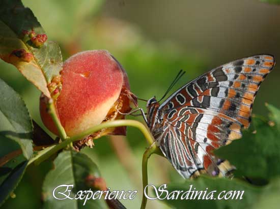 a butterfly posing on a ripe peach sardinia italy