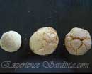 amaretto cookies made in sardinia italy