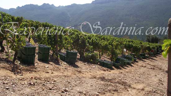 sardinia vineyard harvesting the cannonau grape