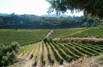 sardinia vineyards